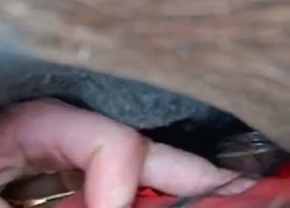 Sticking my dick in a tight horse anus