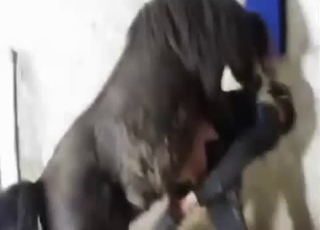 Playful black mare in amazing animal sex