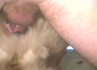 Amazing white dog fucked in hardcore mode